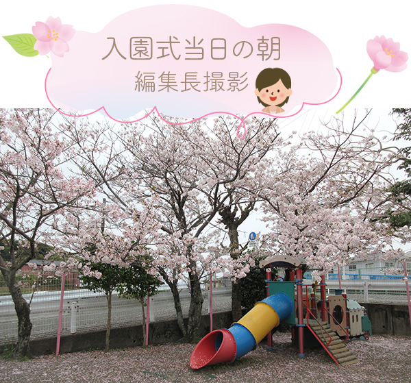 入園式の桜